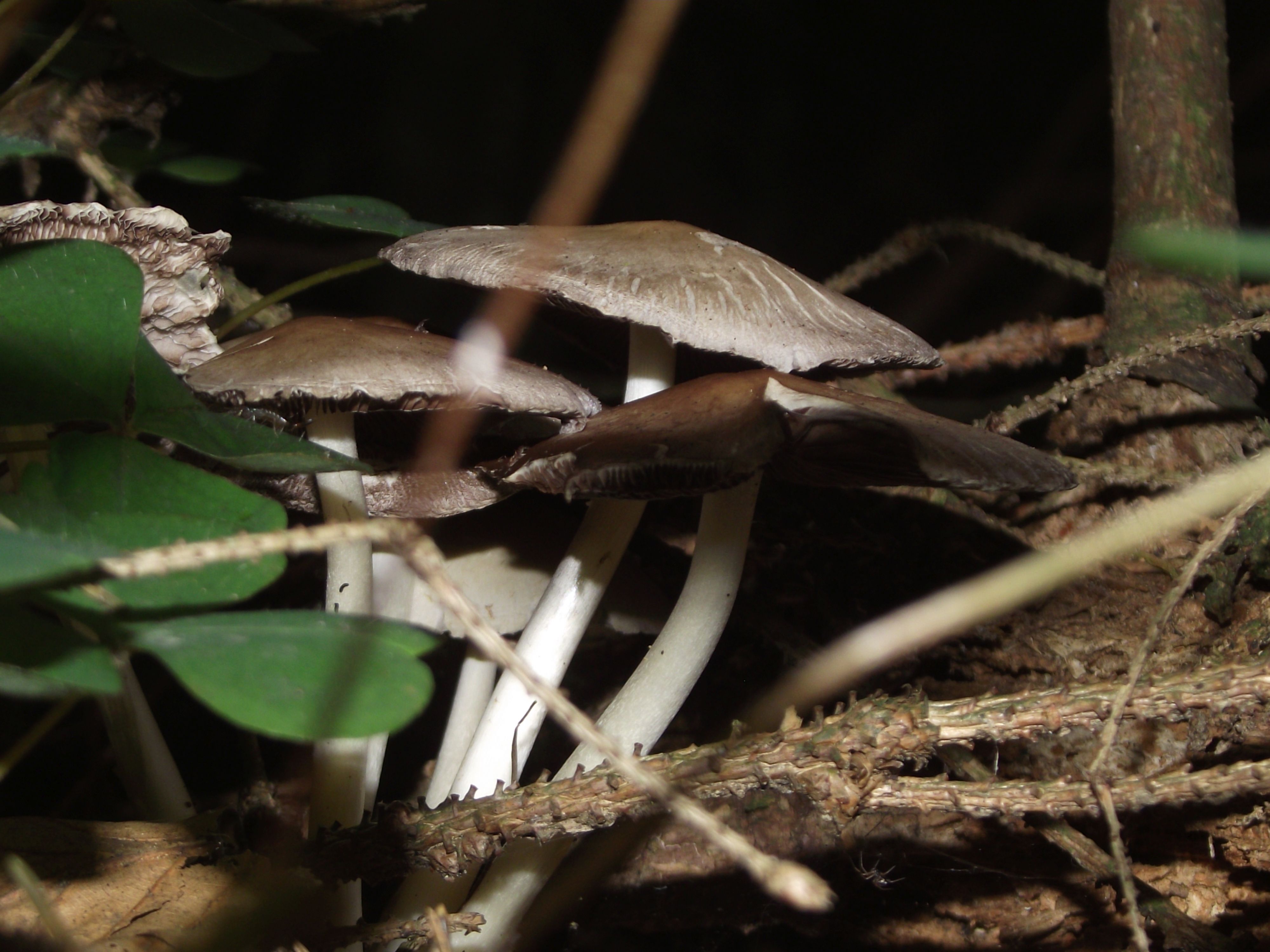 Behangener Faserling